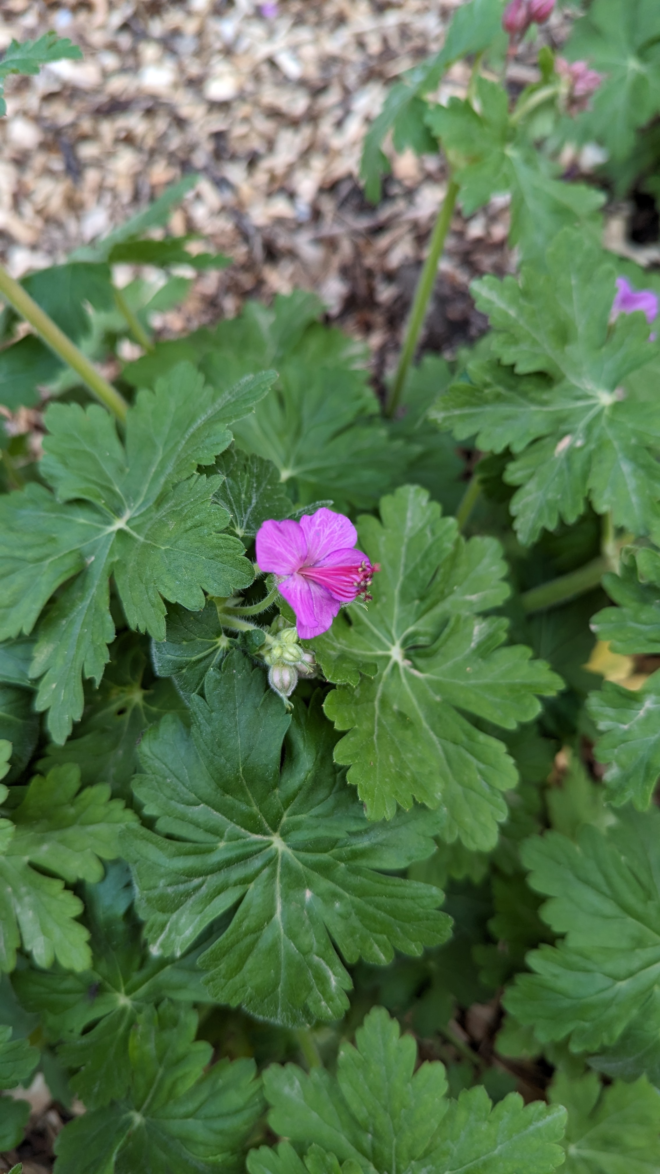 Blüten der Sterndolde