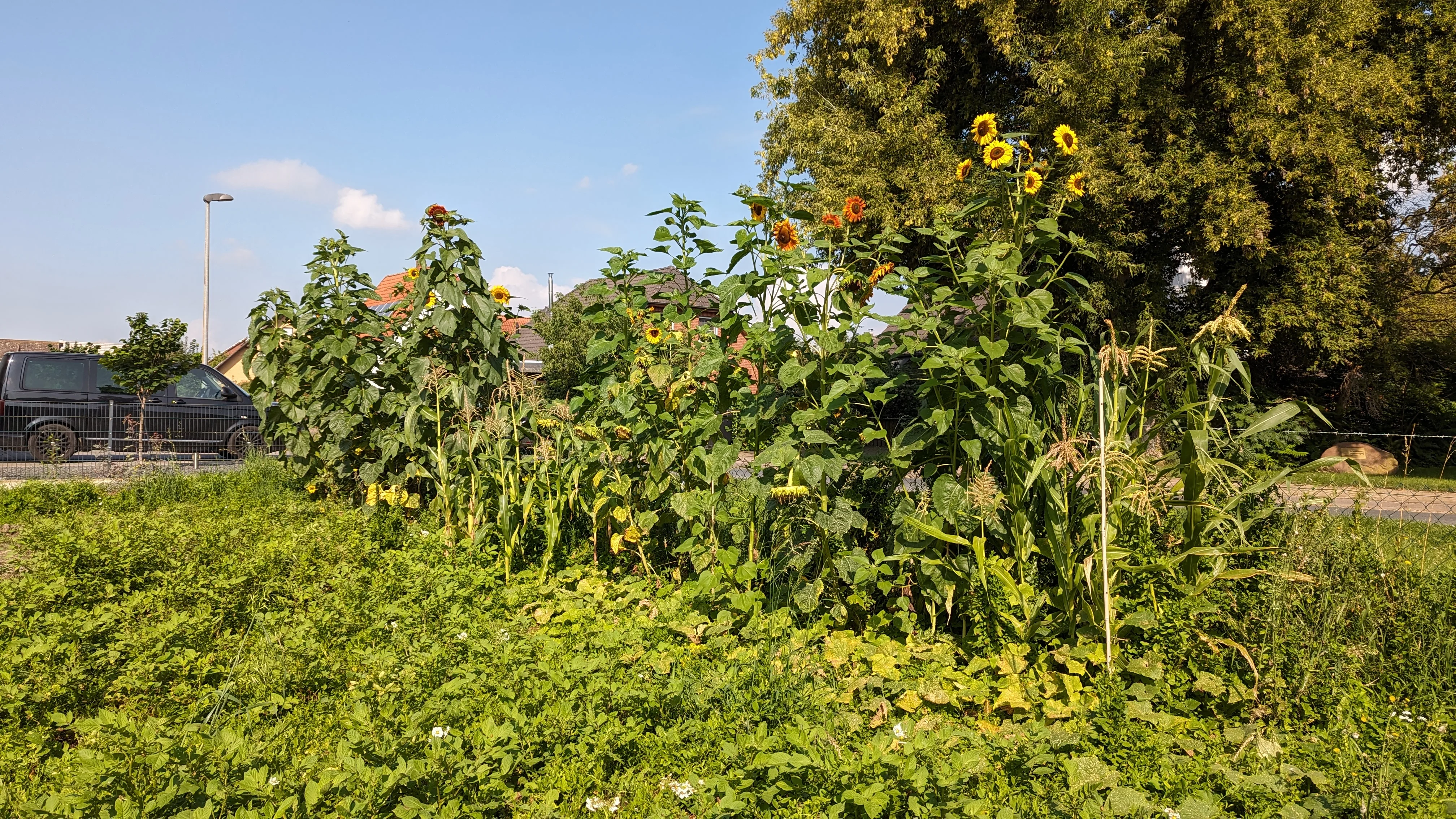Sonnenblumen am Gartenzaun