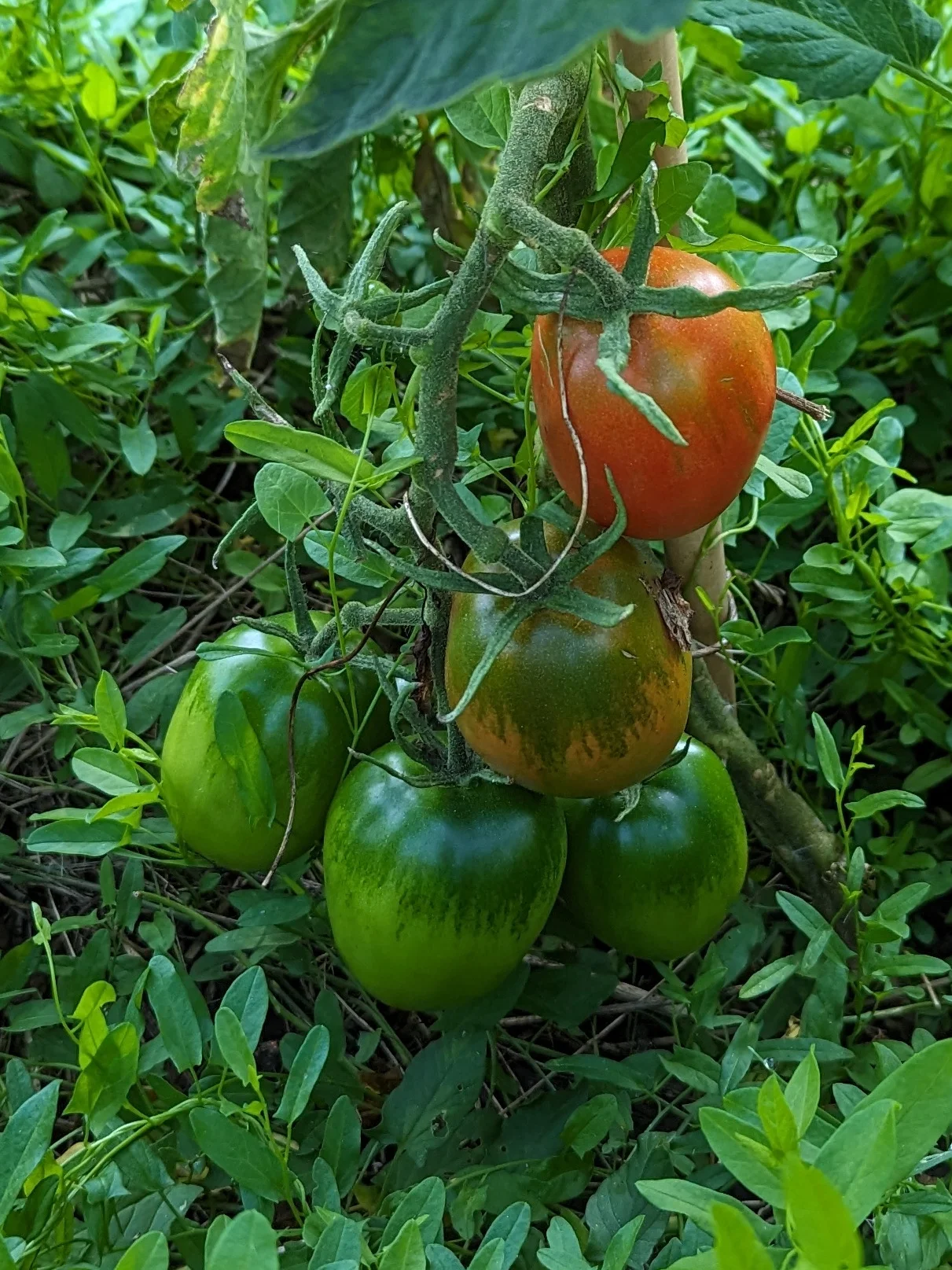 Tomatenpflanze mit unreifen Früchten